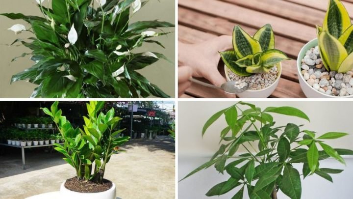 Những loại cây cảnh phong thủy mang lại tài lộc cho người sinh năm 1994 tuổi con gì