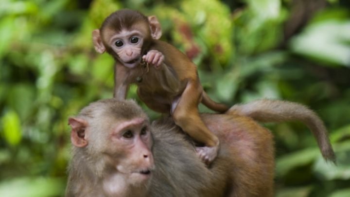 Vận mệnh tổng quan tuổi Thân