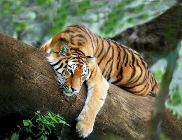 Giải mã chi tiết tử vi tuổi Dần 1998: Vận mệnh và phong thủy
