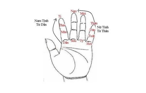 Bàn tay với các đường chỉ tượng trưng cho cung mệnh khi xem vận hạn người mất