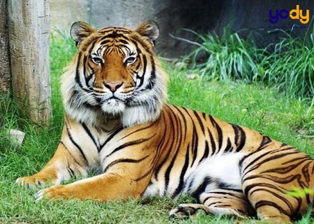 Biểu đồ các tuổi hợp với Mậu Ngọ trong tình duyên và công việc, đặc biệt là tuổi Dần