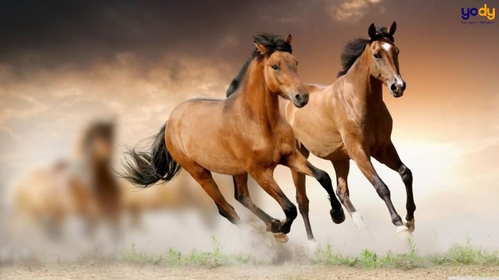 Giải Mã Tử Vi Tuổi Mậu Ngọ: Vận Mệnh Và Phong Thủy Chi Tiết