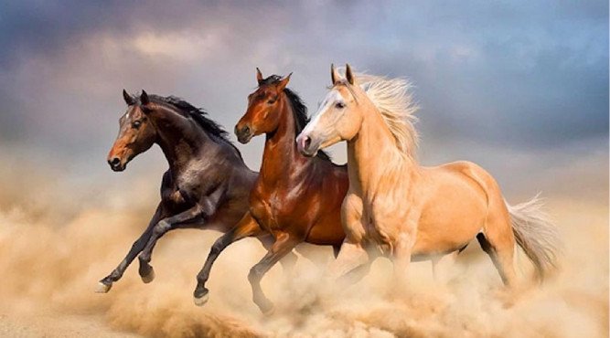 Người tuổi Ngọ phi nước đại trên thảo nguyên