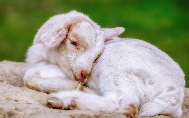 93 Tuổi Thuộc Năm Nào và Tuổi Con Gì