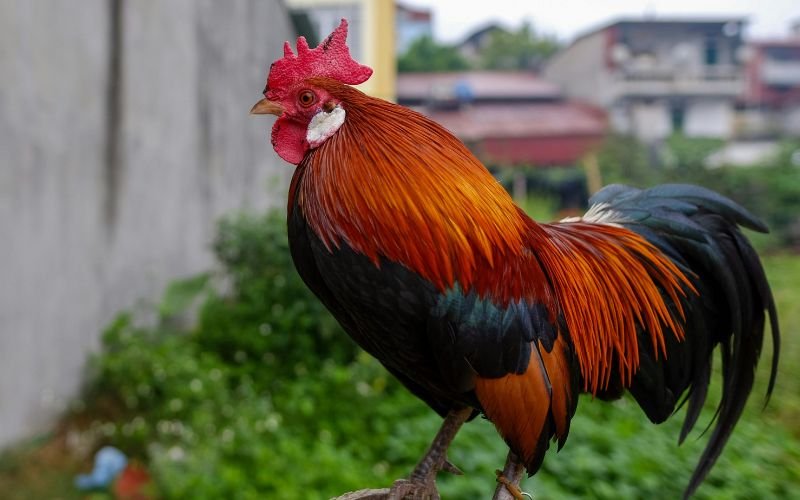 Các Câu Hỏi Thường Gặp Về 56 Tuổi Là Tuổi Con Gì