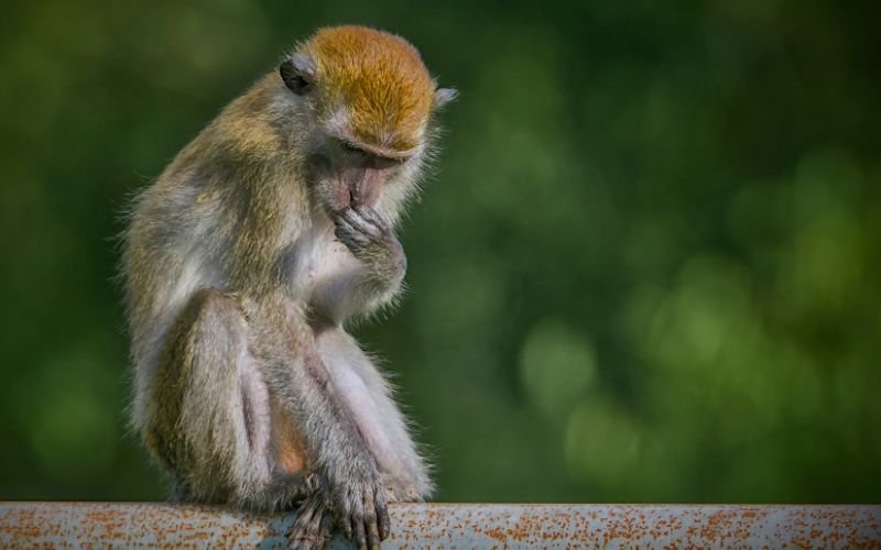 Các Tuổi Hợp Trong Làm Ăn Kinh Doanh