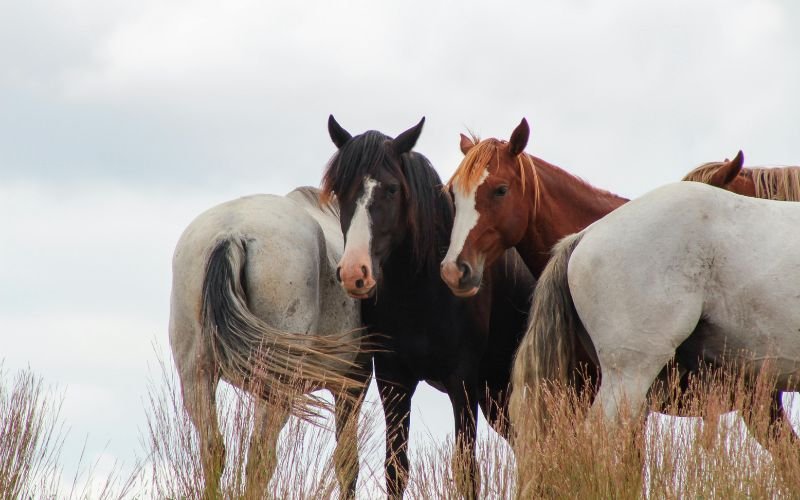 Cách Chọn Thời Điểm Sinh Con Tuổi Ngọ Theo Phong Thủy Hiện Đại