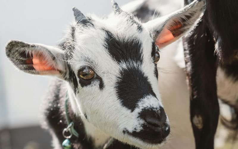 Con Số May Mắn Hỗ Trợ Vận Khí Người 93 Tuổi