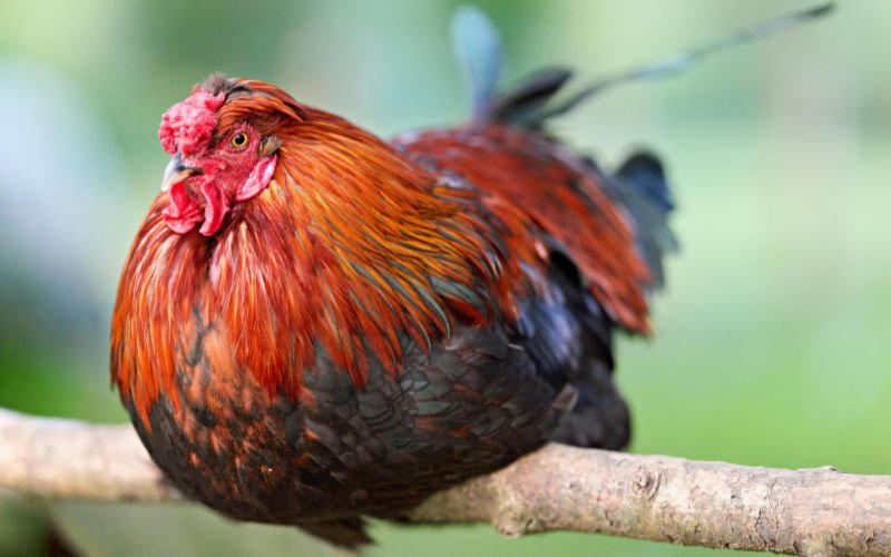 Dự Đoán Tổng Quan Vận Hạn Khi 56 Tuổi (Năm 2025) Cho Tuổi Kỷ Dậu