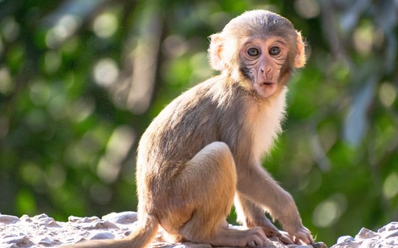 FAQs_ Những câu hỏi thường gặp về tuổi 45 và tuổi Thân