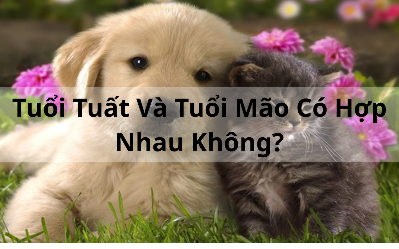Giải Đáp_ Tuổi Tuất Và Tuổi Mão Có Hợp Nhau Không