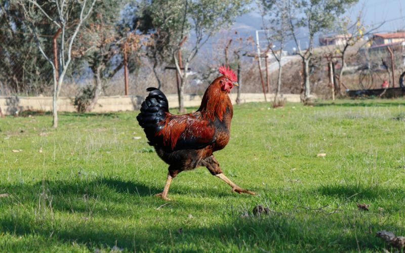 Gợi Ý Phong Thủy Phù Hợp Cho Người Tuổi Kỷ Dậu Ở Tuổi 56