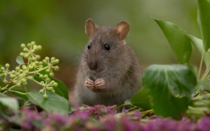 Hôn Nhân, Tình Yêu và Hợp Tác Kinh Doanh của Cặp Đôi Tý Sửu