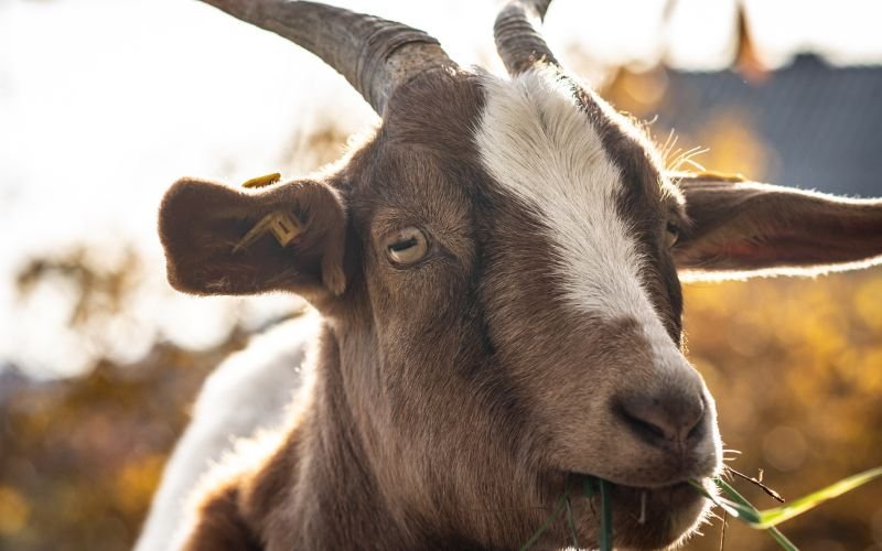 Hướng Tốt Xấu Theo Phong Thủy Cho Người 93 Tuổi