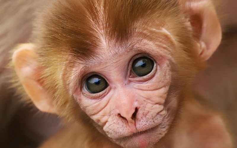 II. Vận Hạn Nữ Mạng 1992 Tuổi Nhâm Thân Trong Năm 2025