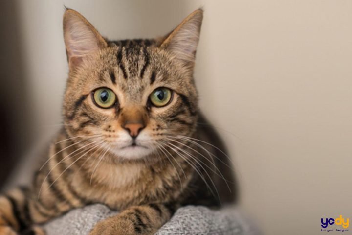 Người sinh năm 1963 thuộc tuổi Quý Mão mệnh Kim Bạch Kim