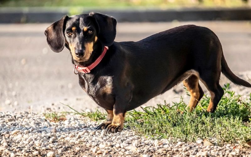 Lời Khuyên Phát Triển Bản Thân Cho Người 43 Tuổi Nhâm Tuất