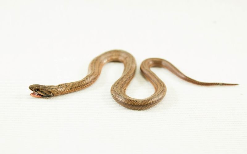 Lời Khuyên Phong Thủy Cho Người Tuổi Ất Tỵ