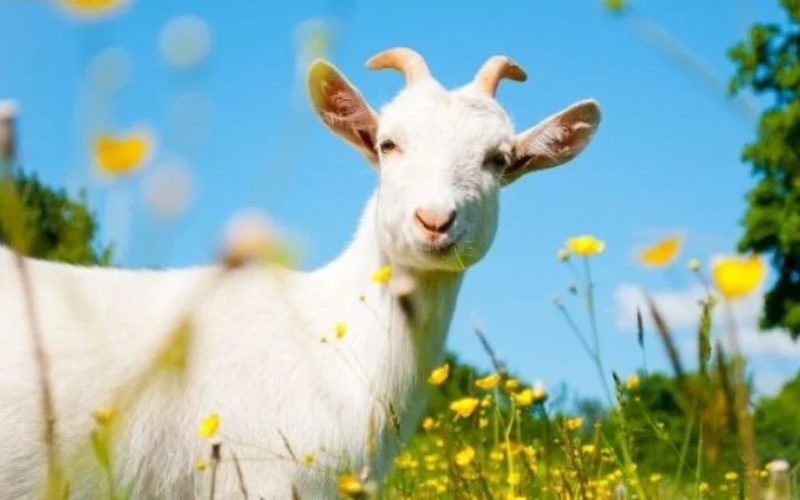 Lời Khuyên Phong Thủy Và Cải Vận Cho Tuổi Quý Mùi 2003