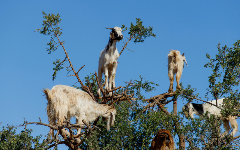 Luận Giải Chi Tiết_ Tuổi Quý Mùi 2003 Sinh Tháng Nào Tốt Nhất