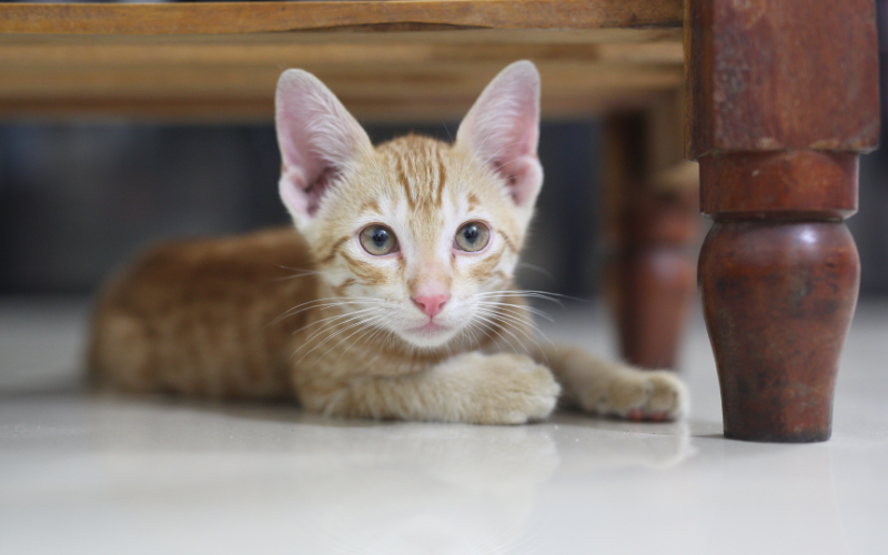 Luận Giải Tử Vi Tuổi Đinh Mão 1987 Nữ Mạng Năm 2026 Chi Tiết