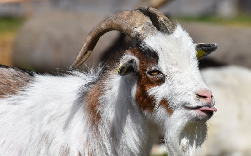 Màu Sắc Hợp Phong Thủy Cho Người 93 Tuổi