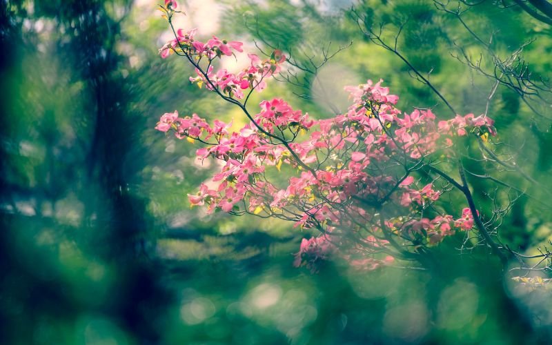 Nền Tảng Tử Vi Hàng Tuần Lý Gia Hào_ Học Thuyết và Phương Pháp