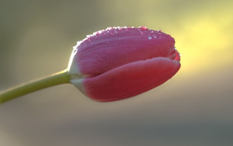 Nên Xem Tử Vi Trọn Đời Vào Thời Điểm Nào Là Phù Hợp Nhất