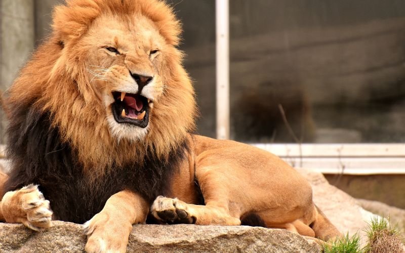 Ngày 26_7 cung hoàng đạo nào chi phối_ Sư Tử uy quyền