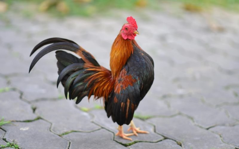 Người Sinh Năm 1969_ Đặc Điểm Của Tuổi Kỷ Dậu