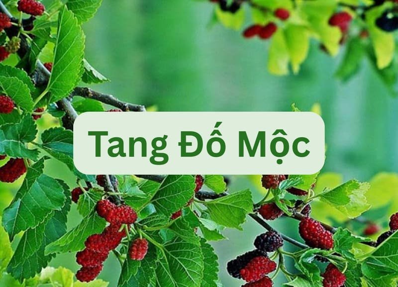 Người tuổi Nhâm Tý sinh năm 1972 thuộc mệnh Tang Đố Mộc (Gỗ cây dâu)