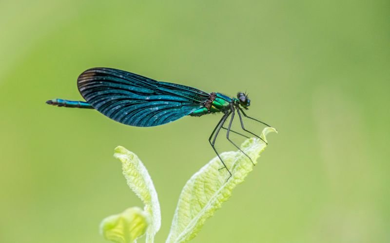 Những Điều Cần Lưu Ý Đối Với Người Sinh Ngày 15_9