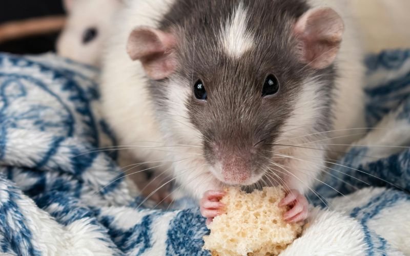 Những Lưu Ý Quan Trọng Khi Xem Giờ Tốt Cho Tuổi Tỵ