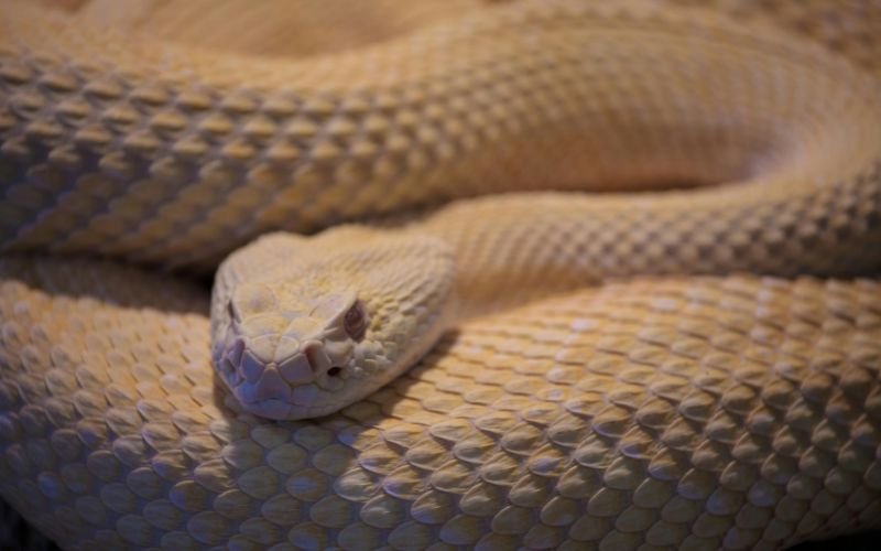 Những Thách Thức Và Cách Hóa Giải Cho Cặp Đôi Tỵ Dậu