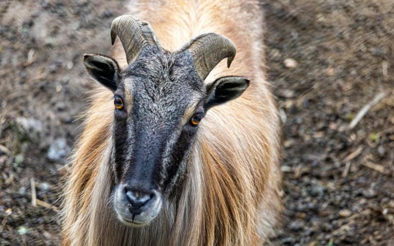 Những lời khuyên tổng hợp cho Nữ Mạng Tân Mùi năm Bính Ngọ 2026