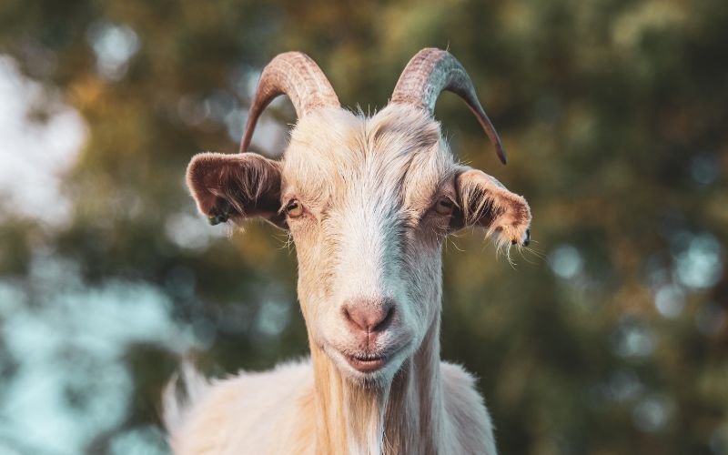 Nữ 22 Tuổi Năm 2025 Là Tuổi Gì