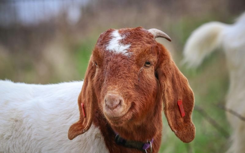 Nữ Quý Mùi 2003 Nên Chọn Nghề Nghiệp Gì Để Phát Triển Lâu Dài