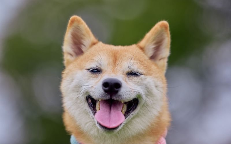 43 Tuổi Là Tuổi Con Gì: Giải Đáp Vận Mệnh Chi Tiết Nhất - Homepage featured post