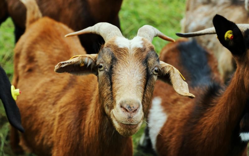 Phong thủy may mắn cho Nữ Mạng Tân Mùi năm 2026