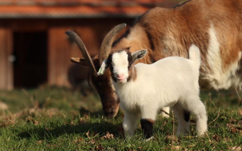 Sao Thủy Diệu chiếu mệnh_ Cơ hội và Thách thức cho Nữ Mạng Tân Mùi 2026