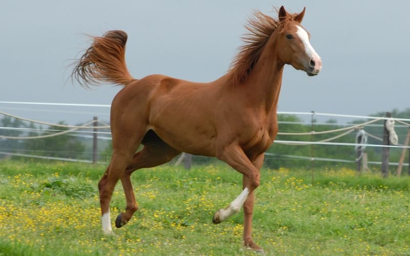 Sinh Con Trai Năm 2026 Tháng Nào Tốt Theo Ngũ Hành Tháng Sinh