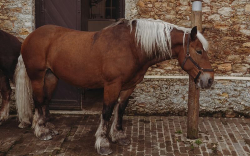 Sinh Con Trai Năm 2026_ Tuổi Bố Mẹ Nào Hợp Nhất