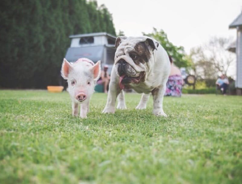 Sự tương hợp của tuổi Bính Tuất 2006 và Đinh Hợi 2007