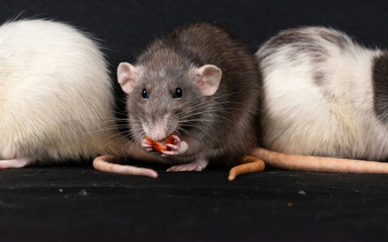 Tầm Quan Trọng Của Việc Chọn Giờ Đúng Với Mệnh Tuổi Tỵ