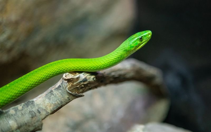 Tính Cách Đặc Trưng Của Nam Nữ Tuổi Ất Tỵ