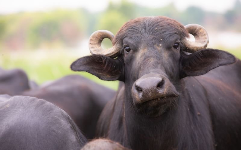 Tính Cách Tương Đồng và Khác Biệt Giữa Tý và Sửu