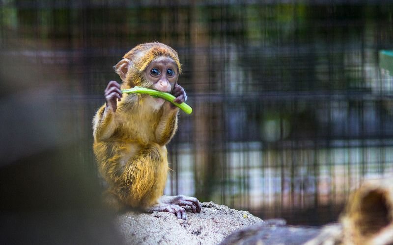 Tổng Quan Cuộc Đời Nữ Giới Tuổi Nhâm Thân