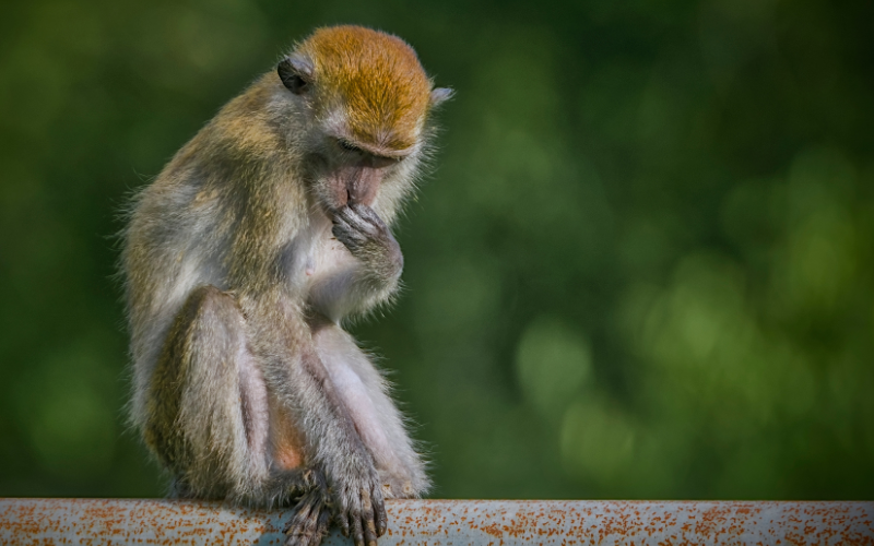 Tổng Quan Về Tính Cách Người Tuổi Thân và Tuổi Tỵ