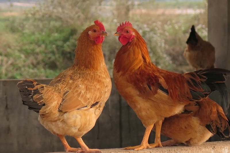 Tổng Quan Về Tuổi Ất Dậu 2005 Nữ Mạng