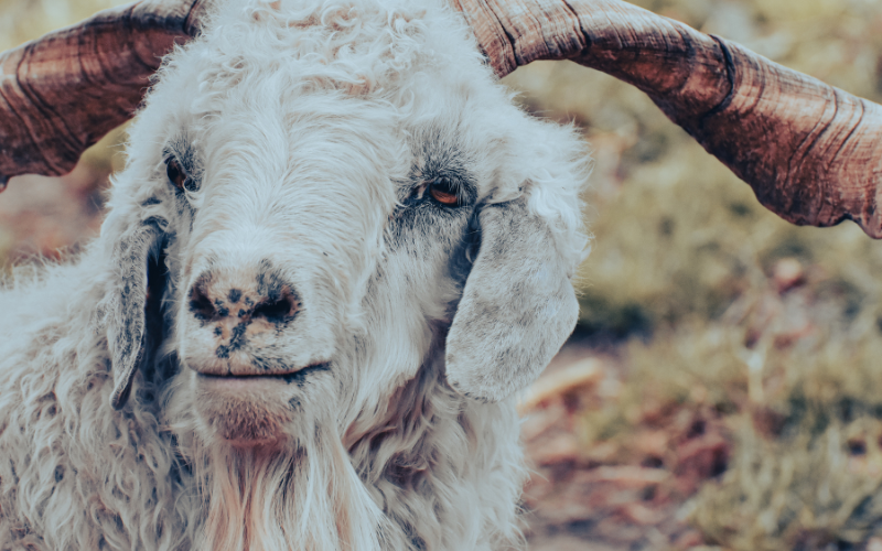 Tổng Quan Về Tuổi Quý Mùi 2003 Và Vận Mệnh Cơ Bản